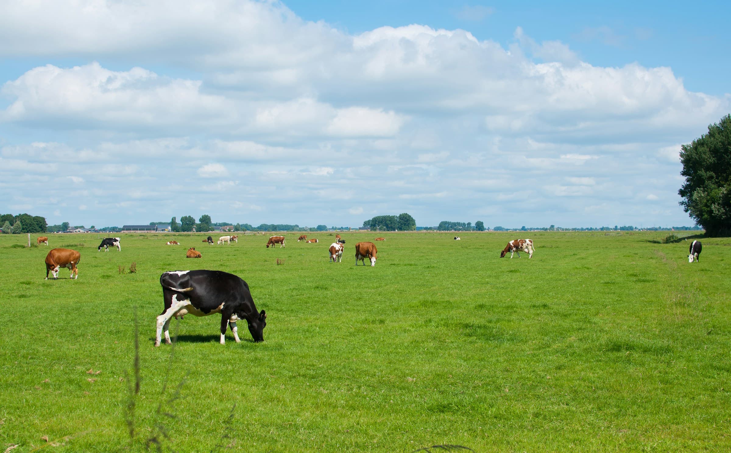 Cattle grazing in a green pasture